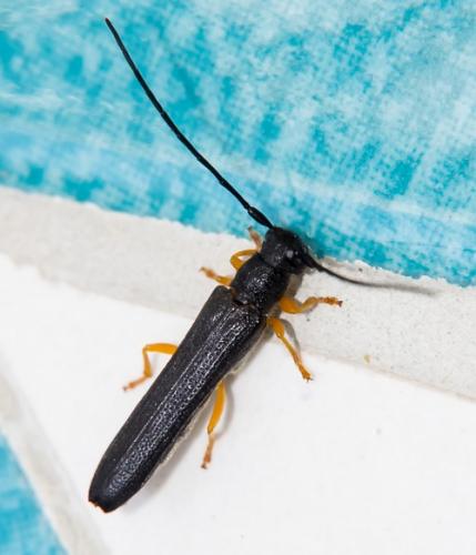 Oberea linearis